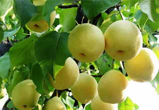 經(jīng)過(guò)殺蟲燈防治后的梨樹(shù)圖片